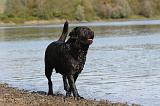 LABRADOR 255